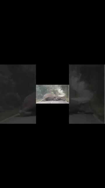 funny elephant 😂 #funny #elephant