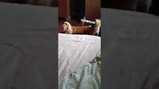 #dogshow , #animals , #dogs , #shorts