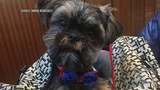 Shooting victim's dog went missing during chaos near UNLV