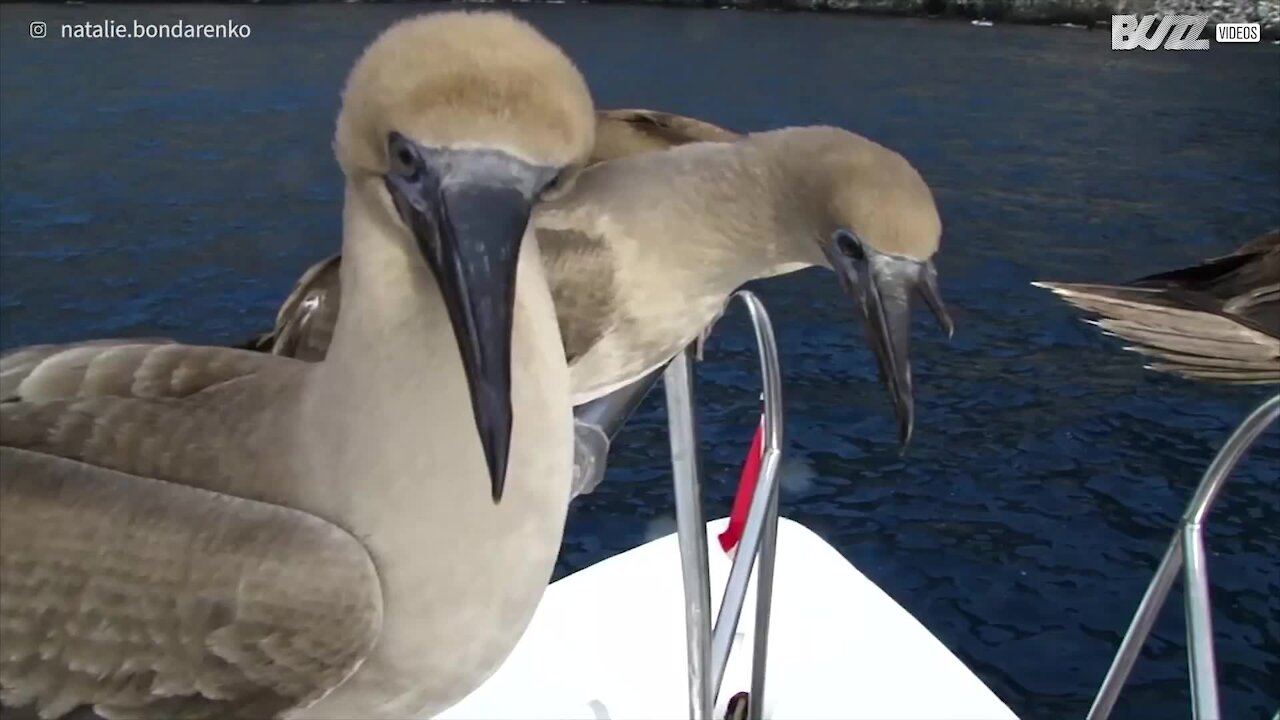 Uccello dai piedi azzurri cerca di restare in equilibrio