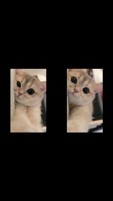 Cat Found Out She Was Filmed And Reached For The Camera.