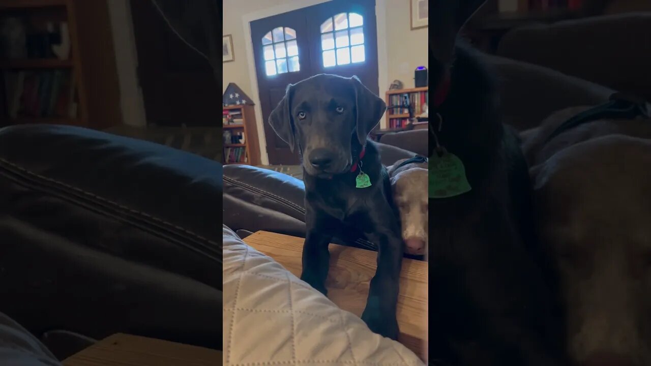  Please may I have some
