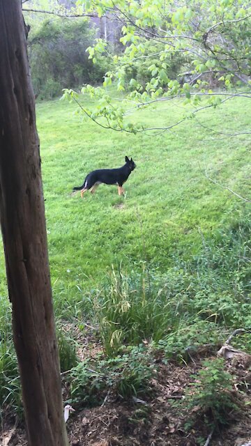 German Shepherd Comes Running