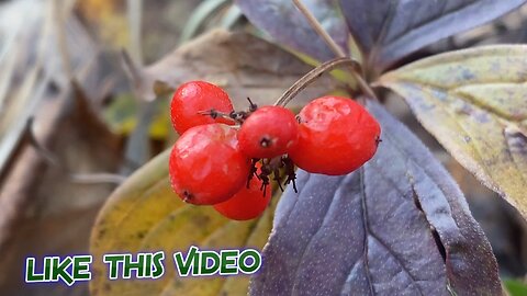 Exploring Alaska Cranberry Rose Hips