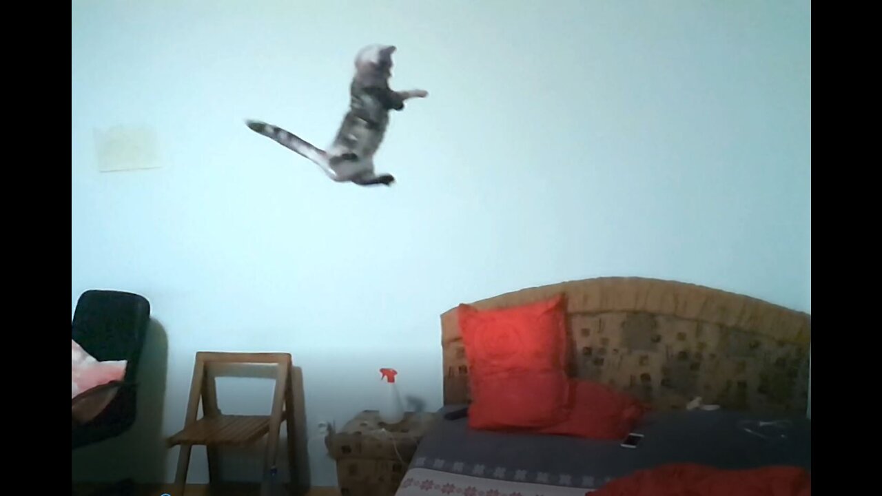 Flying Cat with a Totally Failed Landing