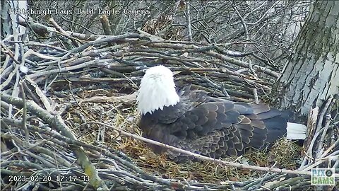 Pittsburgh Hays Eagles Mom lays 2nd Egg 2023 02 20 1723