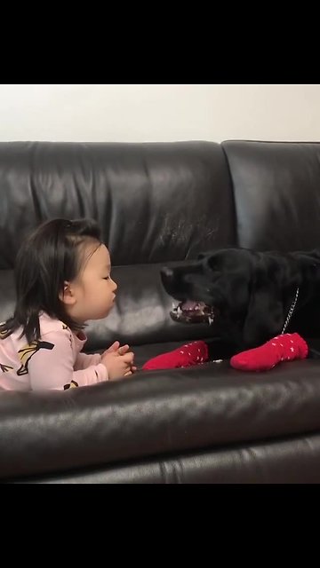 Little girl feeds dog a treat, cleans up the mess