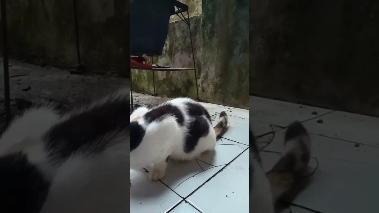 Hiburandulu#shortvideo #countrycat #kucing #kucingkampung#kucing viral