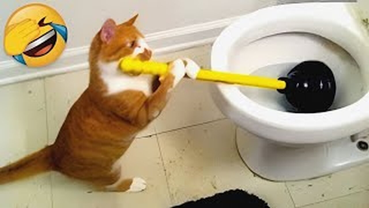 Funniest cats 😹 try not to laugh at these hilarious animals