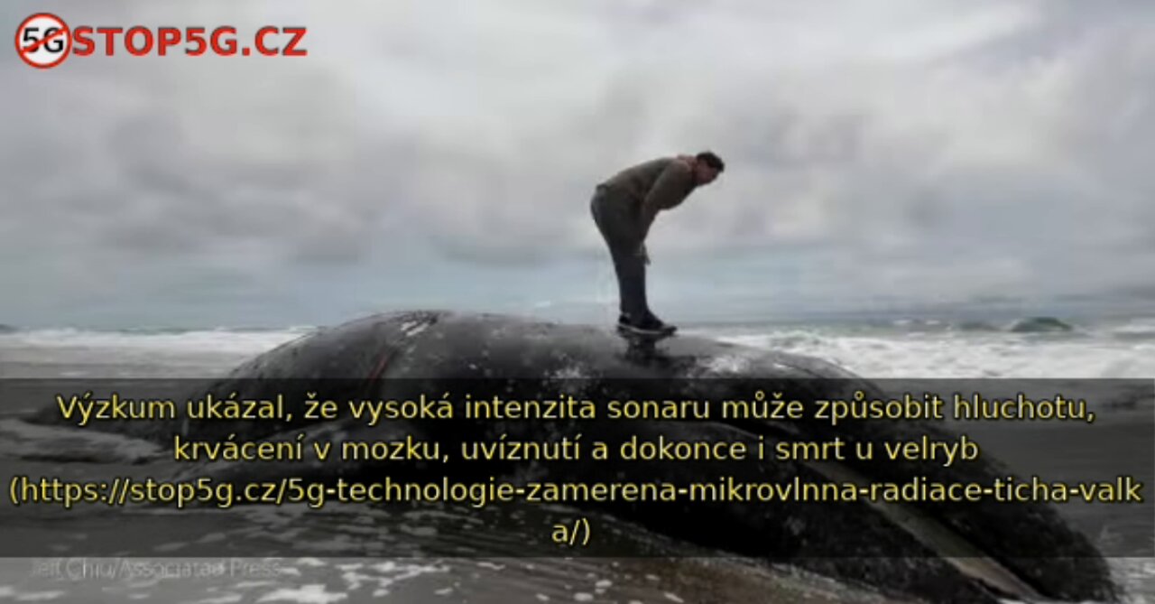 Bezdrátová Technologie, Sonar, Chytrý Oceán Zabijí Velryby, Mořský Život