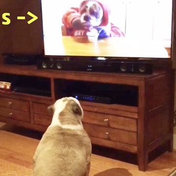 Bulldog recognizes sibling on TV, has priceless reaction
