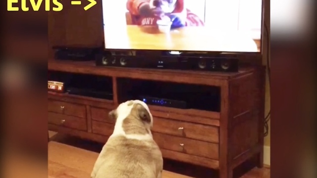 Bulldog recognizes sibling on TV, has priceless reaction