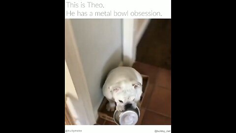 cute funny videos