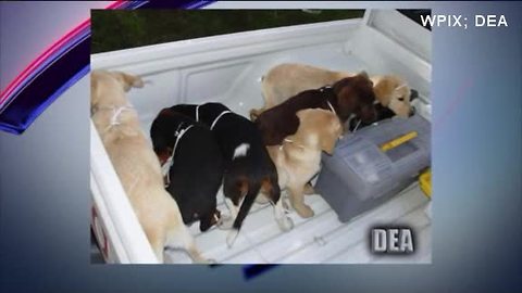 Vet arrested after smuggling heroin in puppies