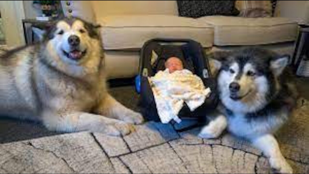 Dog Tries To Teach Baby To Crawl (Cutest reaction!!)