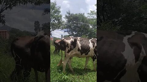 GADO SE ALIMENTANDO DENTRO DO PARQUE EM PIRITUBA AO FUNDO PICO DO JARAGUA SP