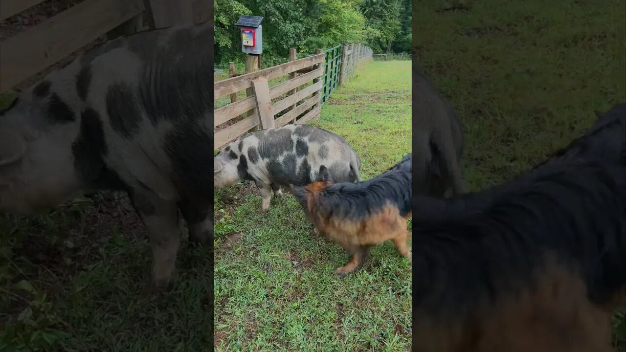 German Shepherds instinctively herding our pigs