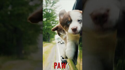 🐶 #PAWS - Puppies Unleashed: Embracing Joy in the Wind 🐾