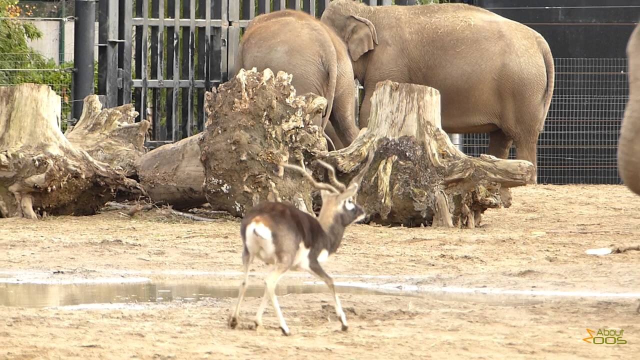 Three elephant calves, a peaceful herd and one elephant angry with a blackbuck