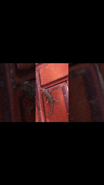 Baby Lizard Runs out of Spain House