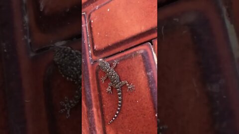 Baby Lizard Runs out of Spain House