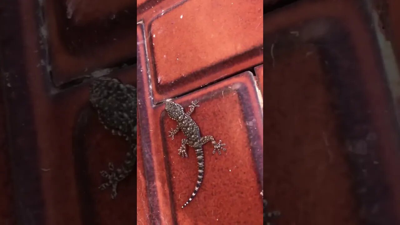 Baby Lizard Runs out of Spain House