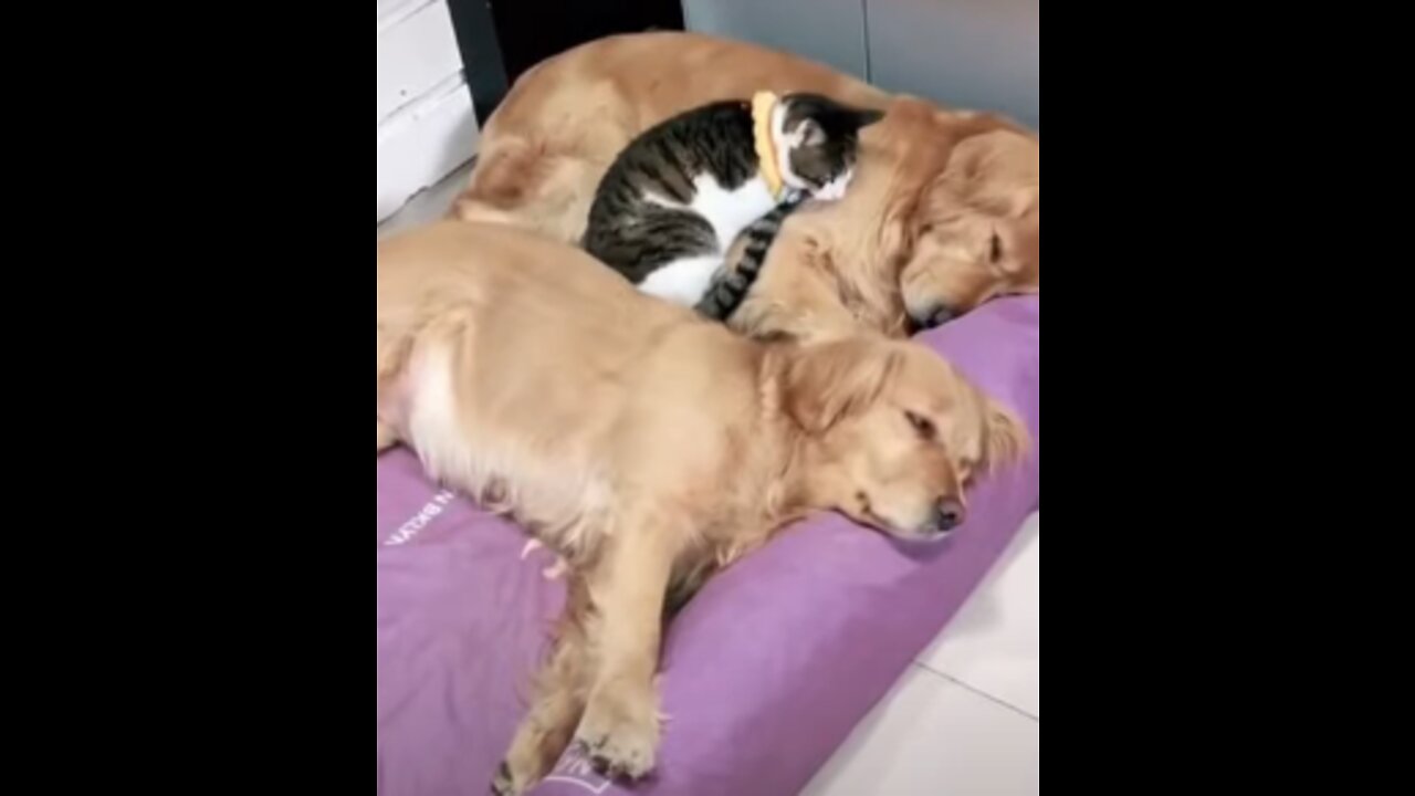 cute cat and dog video