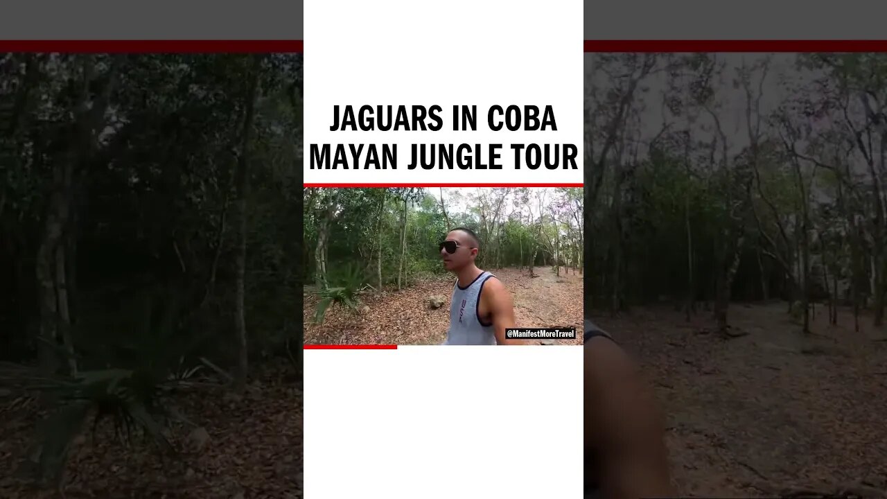 Jaguars in Coba Mayan Jungle Tour - #MayanJungle #Mayan #Jungle #JungleMusic #MayanTemple #MayanJung