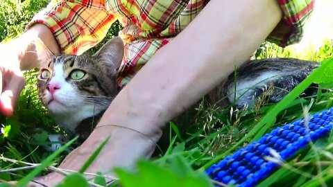 Kitten Sits with Me in the Grass