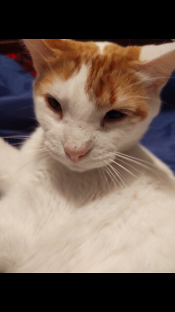 My cat wagging his tail!