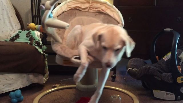 Dog Naps On A Rocking Chair