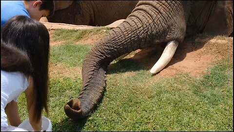 Elephants Popular video 🐘🦣🐘🦣2024