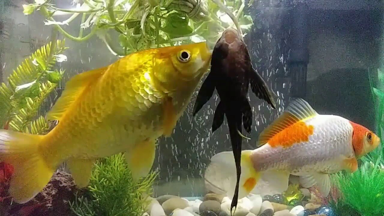 I caught my Goldfish playing tag last night