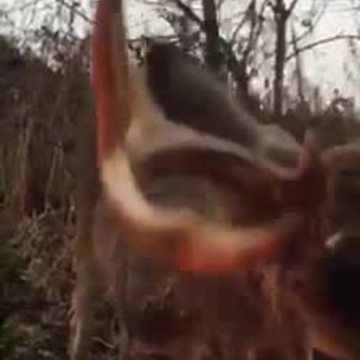 Janesville hunter's encounter with friendly buck goes viral - more