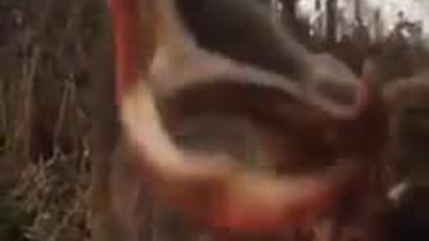 Janesville hunter's encounter with friendly buck goes viral - more