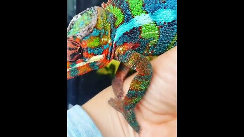 Chameleons are utterly defenceless