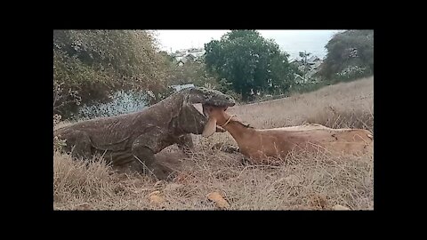 Komodo dragons prey on the resident goats in the komodo village