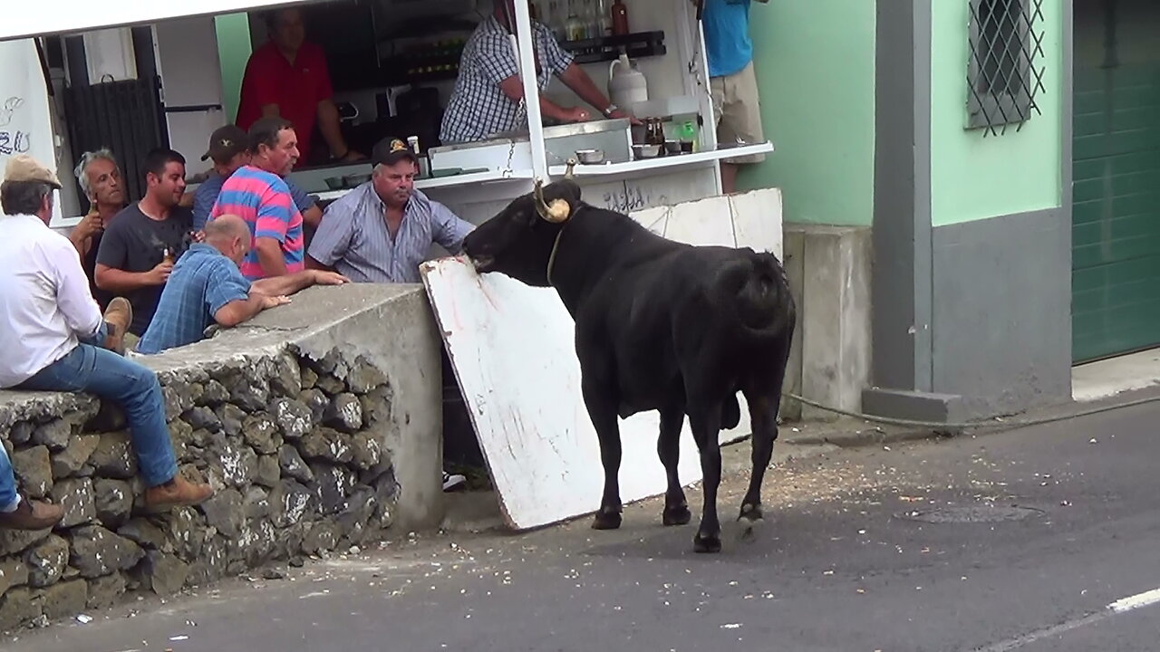 Tourada JAF - Lameirinho - 15Ago2015 - Ilha Terceira - Açores