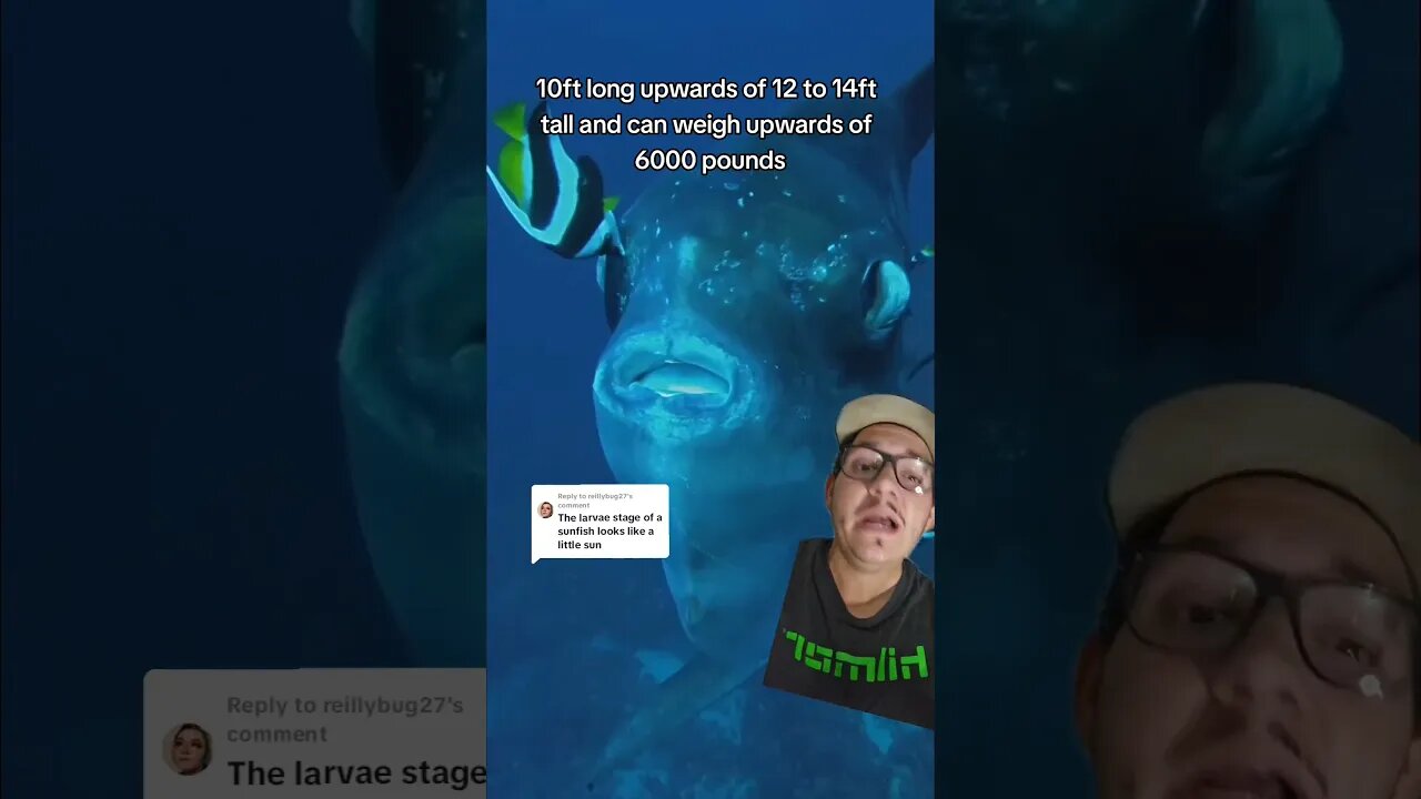 The Mola Mola goes through a massive size change