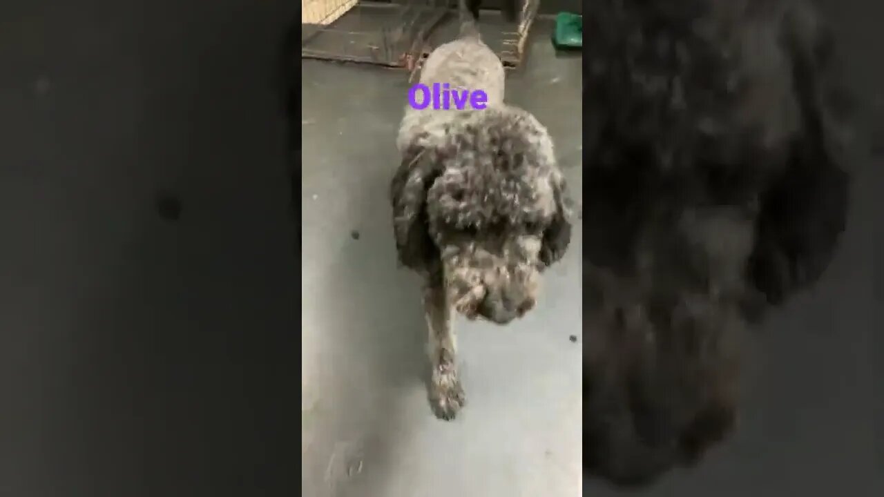 [Shorts 0041] OLIVE [#dogs #doggos #doggies #puppies #dogdaycare]