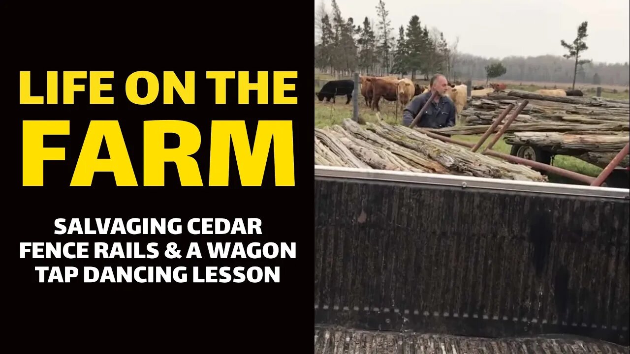 LIfe on the Farm: Salvaging Cedar Fence Rails and a Wagon Tap Dancing Lesson