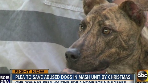 MASH unit making the push to get furry friends adopted