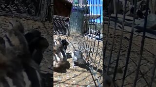 The secret lives of chicks