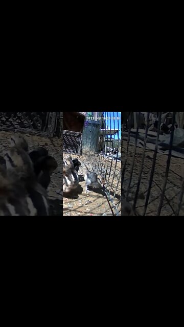 The secret lives of chicks