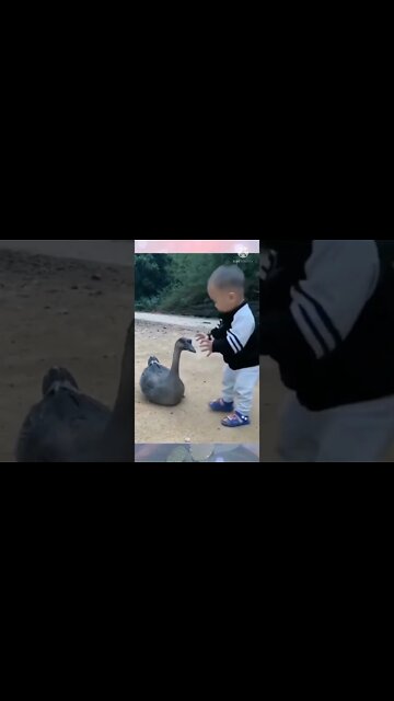 Duck and boy | duck vs boy #short #shorts #shortsbreak short@Global Amazing