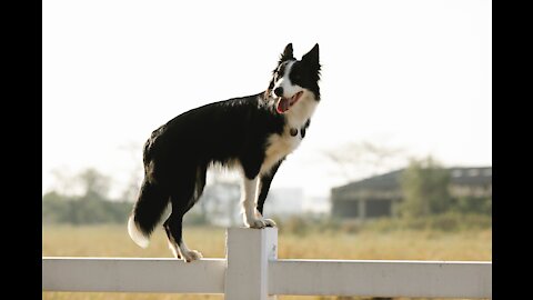 TOP 10 Bravest Dog Breeds In The World