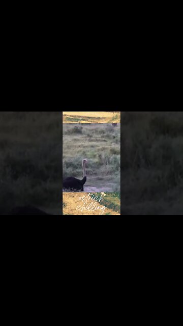 Ostrich Chilling Hippo Digging on a Hot Sunny Day Weather Wild Life Animal News Update hippopotamus