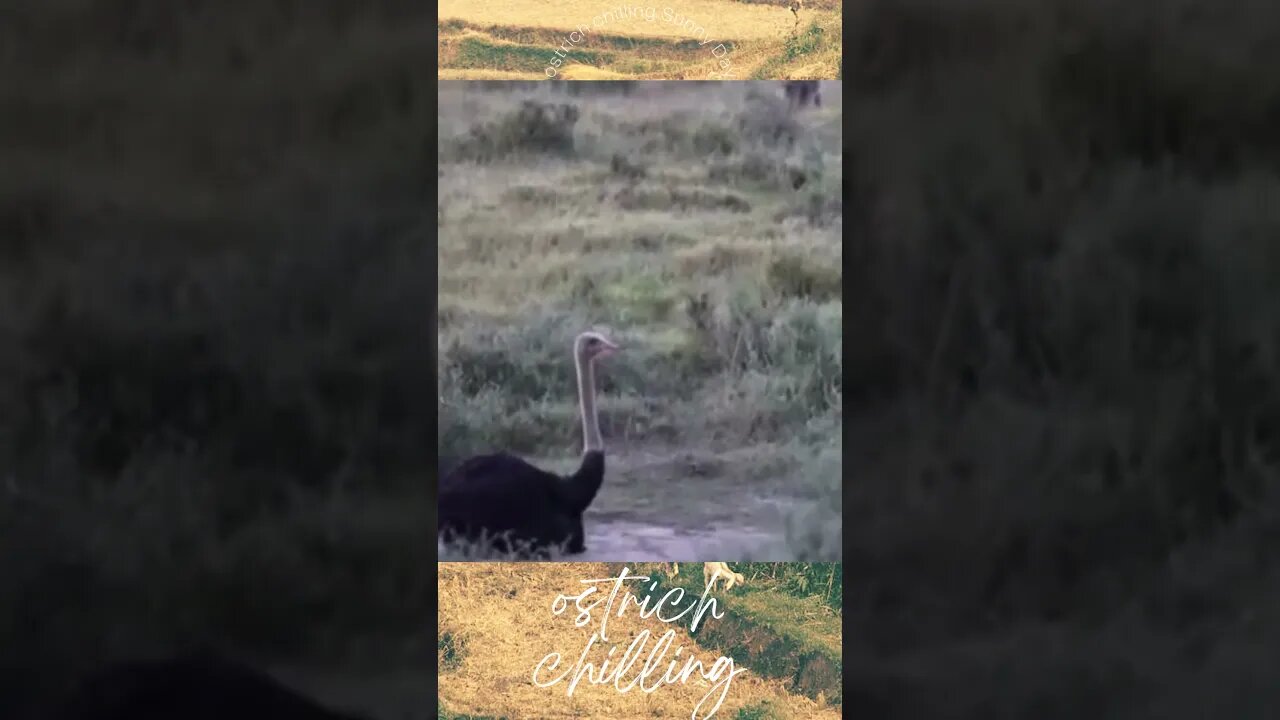 Ostrich Chilling Hippo Digging on a Hot Sunny Day Weather Wild Life Animal News Update hippopotamus