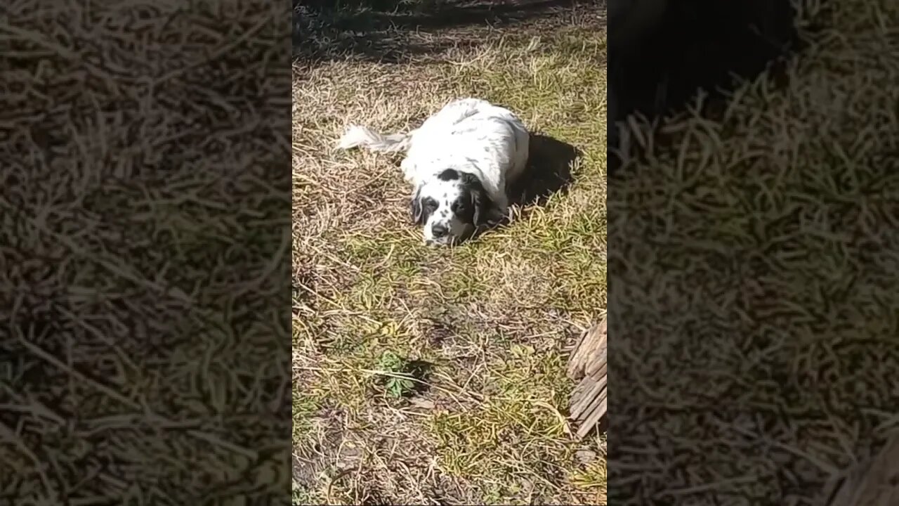 THIS DOG LOOKS SO CUTE WHEN HE MOVES HIS EARS (12/06/23)