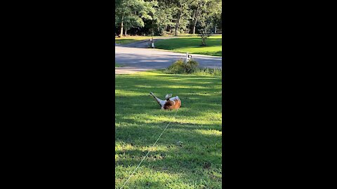 15yr old pup living the dream
